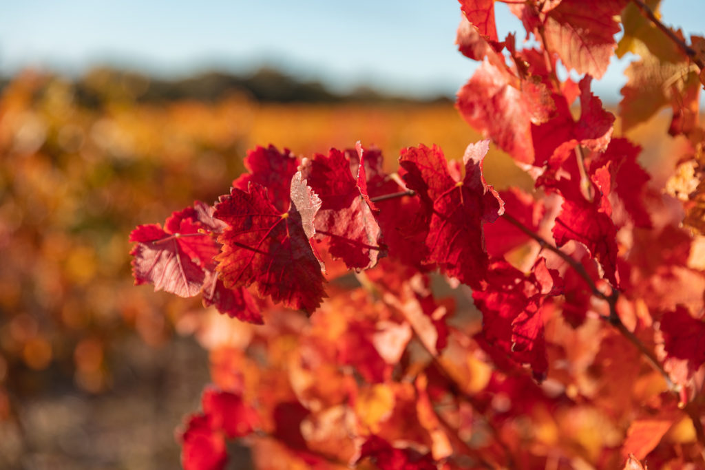 automne dans les baronnies