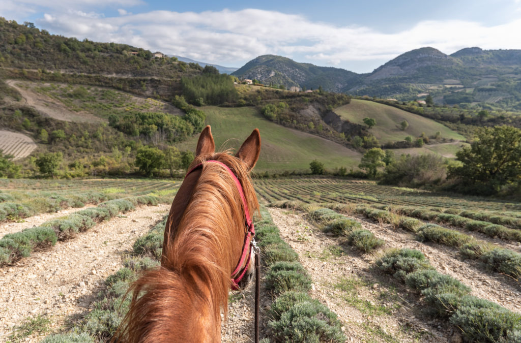 randonnée équestre dans les baronnies provençales drôme