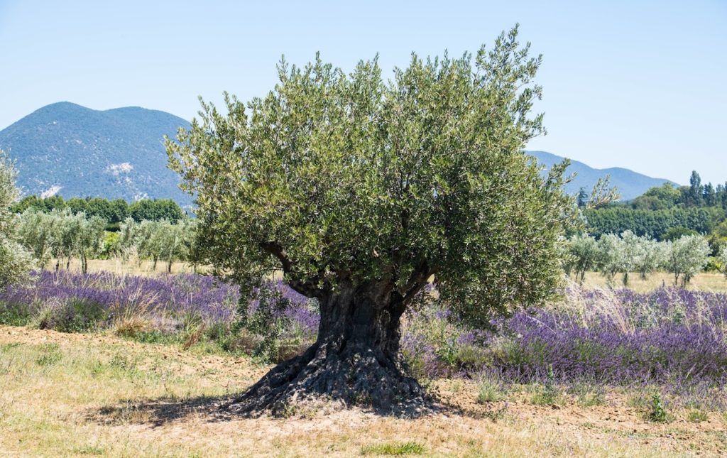 Où voir les lavandes de la Drôme ? Lavandes baronnies provençales