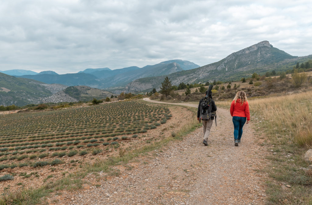 les vautours des baronnies provençales