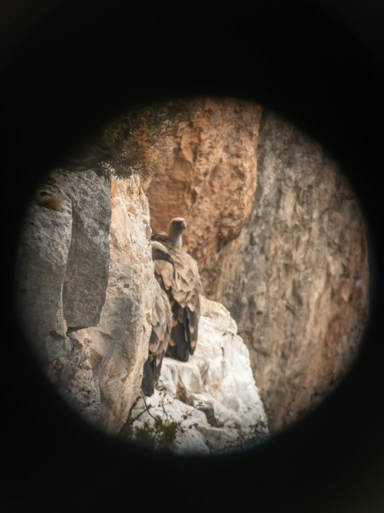 les vautours des baronnies provençales