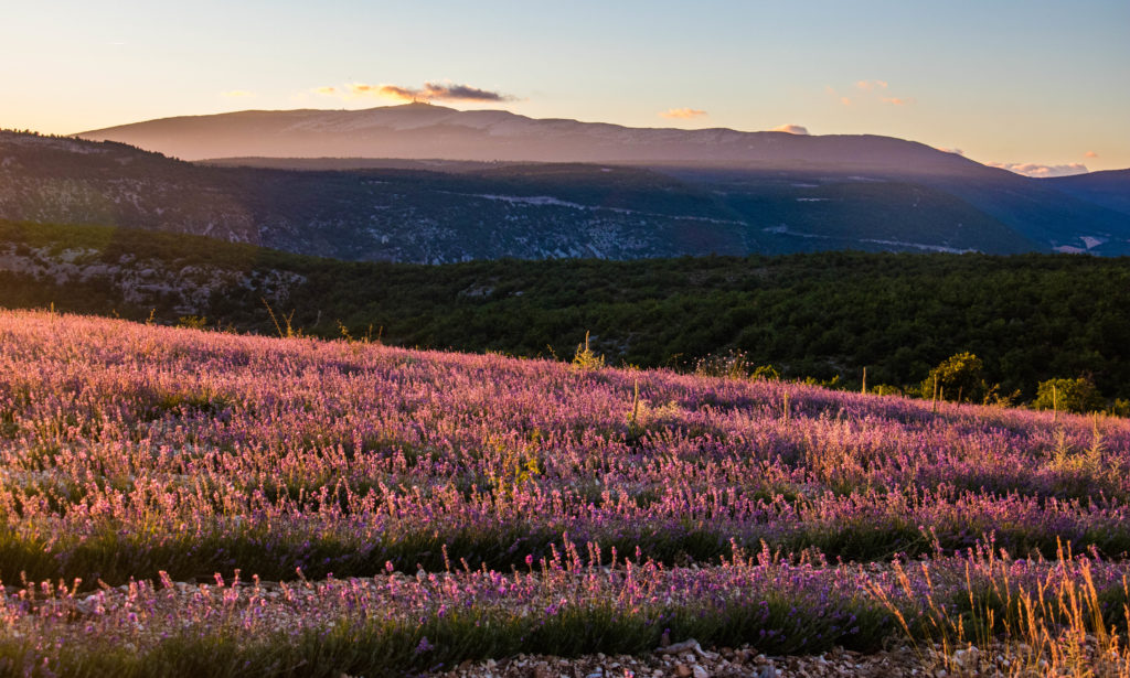 Un séjour en Haute Provence authentique : le village des Lavandes à Montbrun-les-Bains, le secret le mieux gardé de la Drôme provençale, entre lavandes et Ventoux.