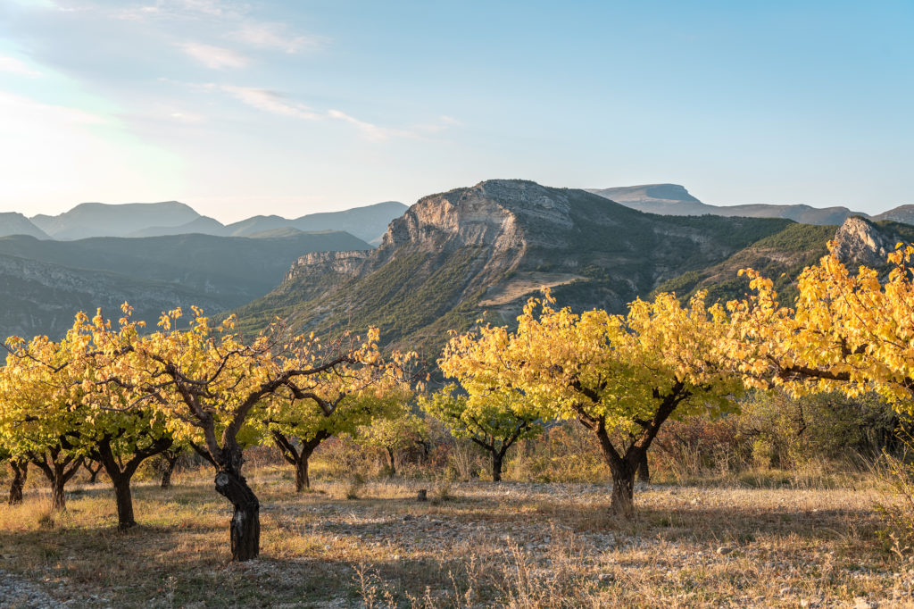 agriculture produits locaux drome baronnies provençales. Agriculteurs des Baronnies provençales. Oliviers, abricots, produits locaux