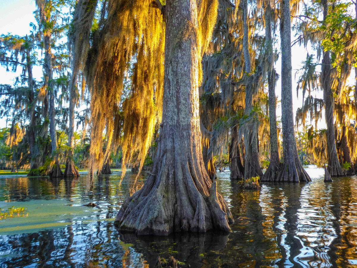 Plongez au coeur des bayous de Louisiane et des plantations, entre alligators et swamp tours. Immersion mythique en #Louisiane.