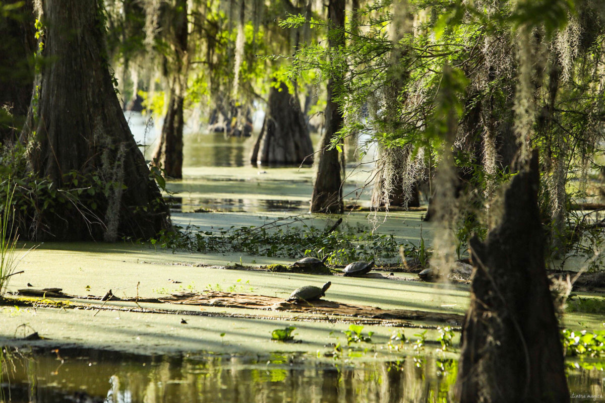 Plongez au coeur des bayous de Louisiane et des plantations, entre alligators et swamp tours. Immersion mythique en #Louisiane.