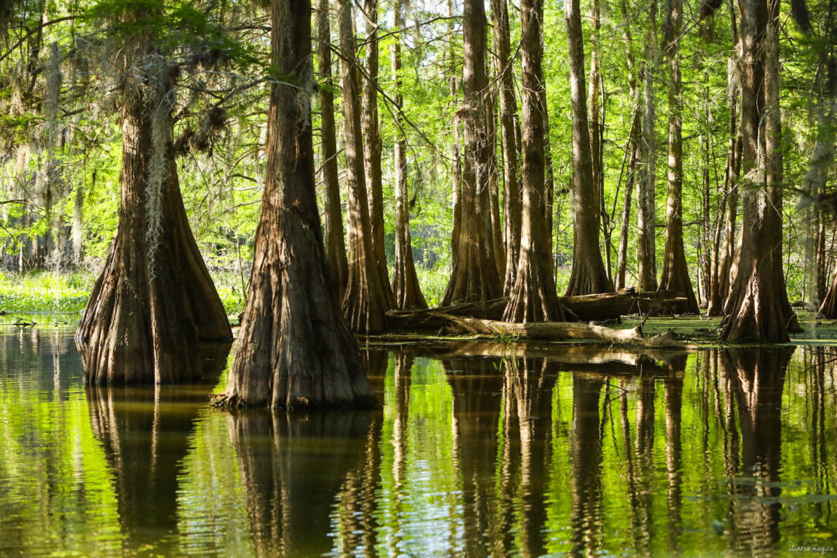 Plongez au coeur des bayous de Louisiane et des plantations, entre alligators et swamp tours. Immersion mythique en #Louisiane. Trouver le meilleur swamp tour.