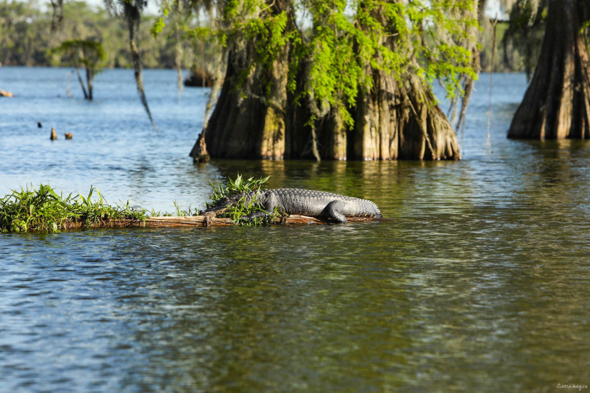 bayous louisiane meilleur swamp tour voir les bayous en louisiane (17