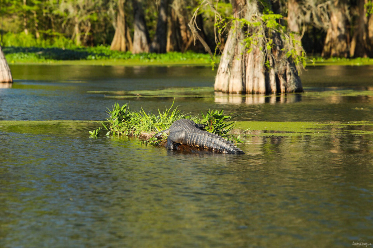 Plongez au coeur des bayous de Louisiane et des plantations, entre alligators et swamp tours. Immersion mythique en #Louisiane.