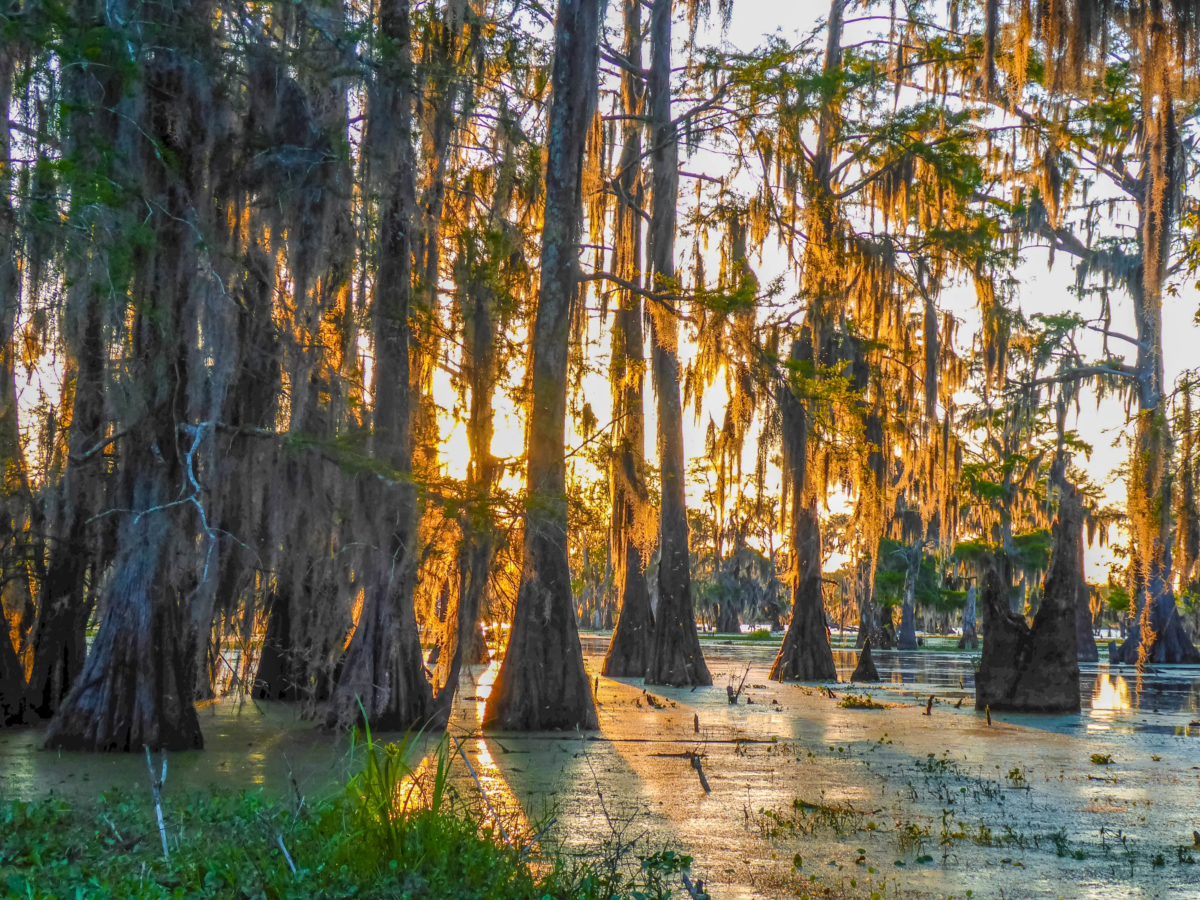 la louisiane paysage