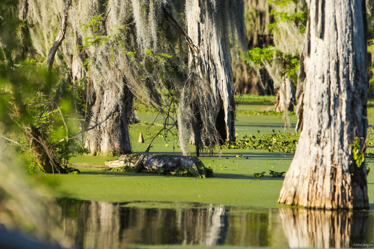 Plongez au coeur des bayous de Louisiane et des plantations, entre alligators et swamp tours. Immersion mythique en #Louisiane.