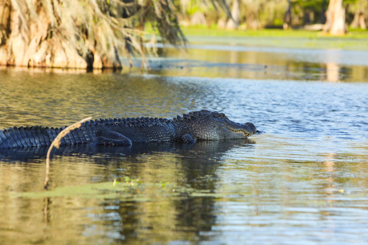 Plongez au coeur des bayous de Louisiane et des plantations, entre alligators et swamp tours. Immersion mythique en #Louisiane.