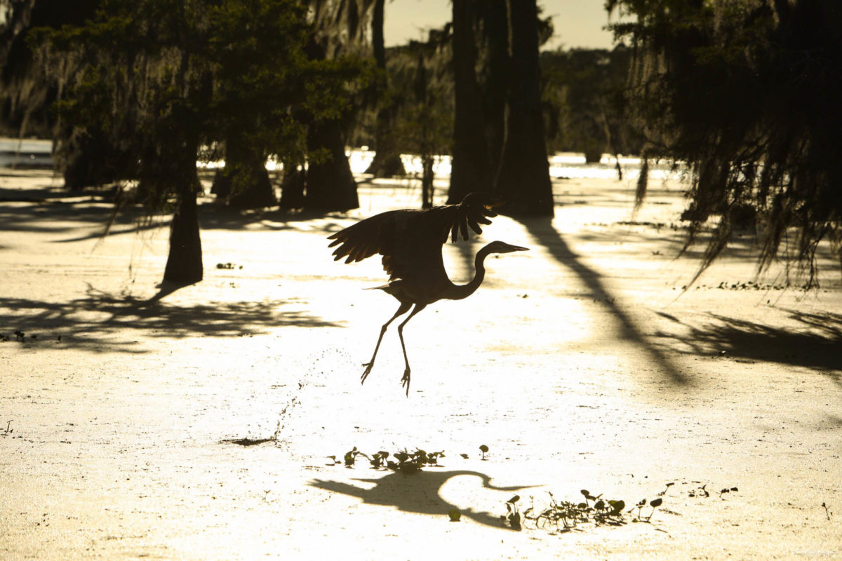 Plongez au coeur des bayous de Louisiane et des plantations, entre alligators et swamp tours. Immersion mythique en #Louisiane.