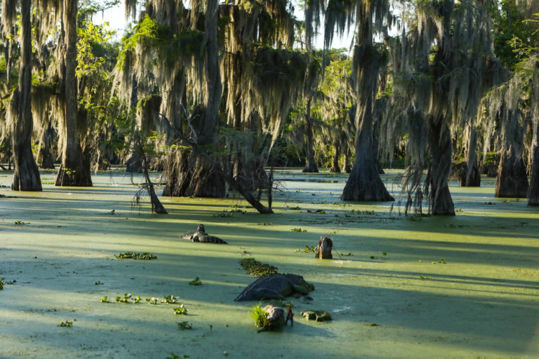 Au cœur des bayous de Louisiane