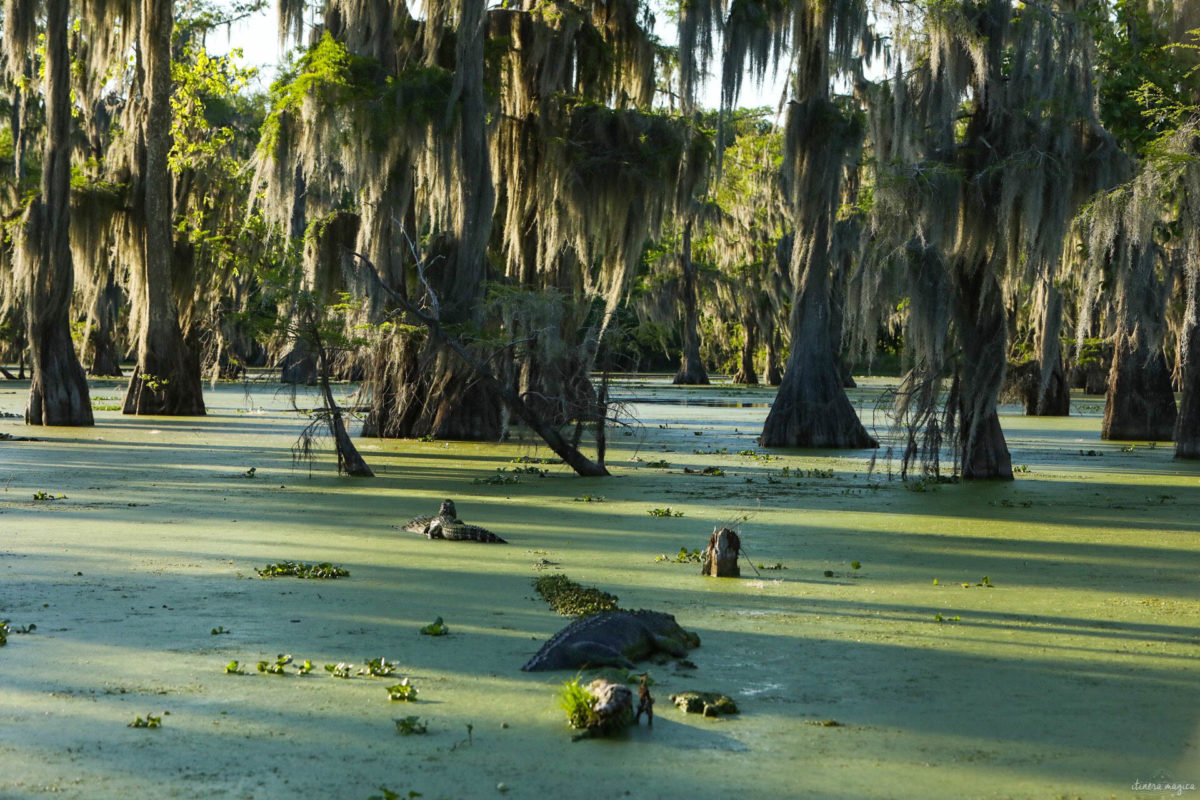 Plongez au coeur des bayous de Louisiane et des plantations, entre alligators et swamp tours. Immersion mythique en #Louisiane.