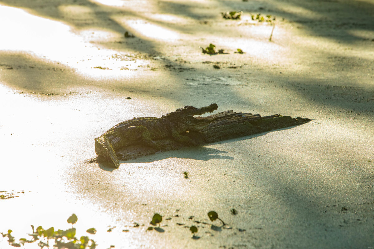 Plongez au coeur des bayous de Louisiane et des plantations, entre alligators et swamp tours. Immersion mythique en #Louisiane.