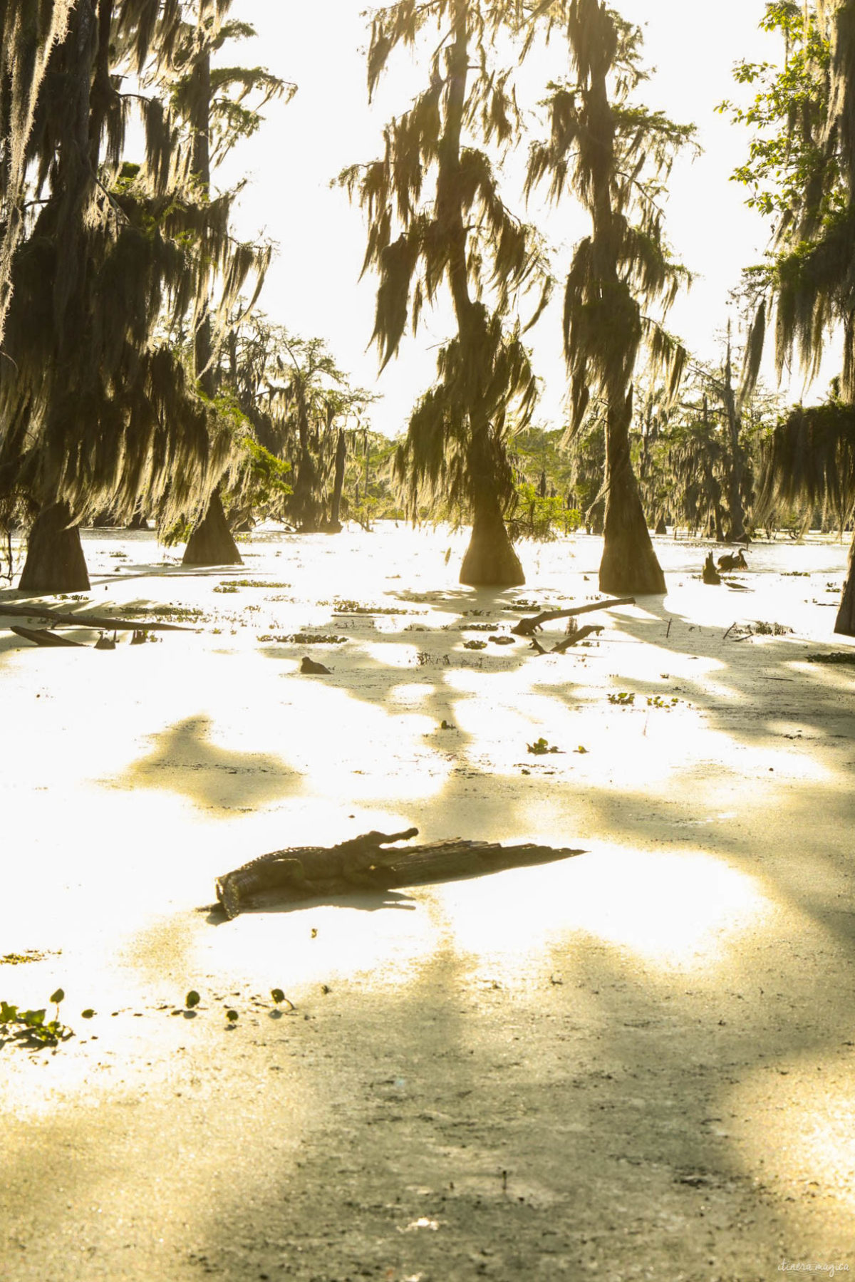 Plongez au coeur des bayous de Louisiane et des plantations, entre alligators et swamp tours. Immersion mythique en #Louisiane.