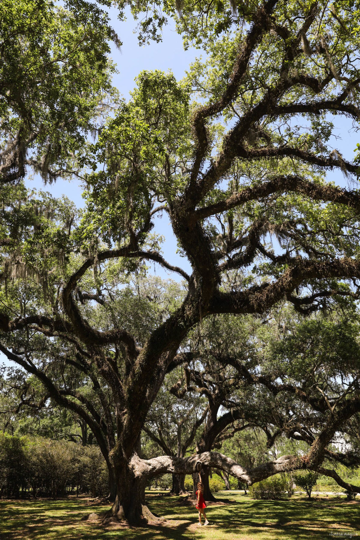 Avery Island, Louisiana. Les fabuleux chênes de Virginie d'Avery Island.