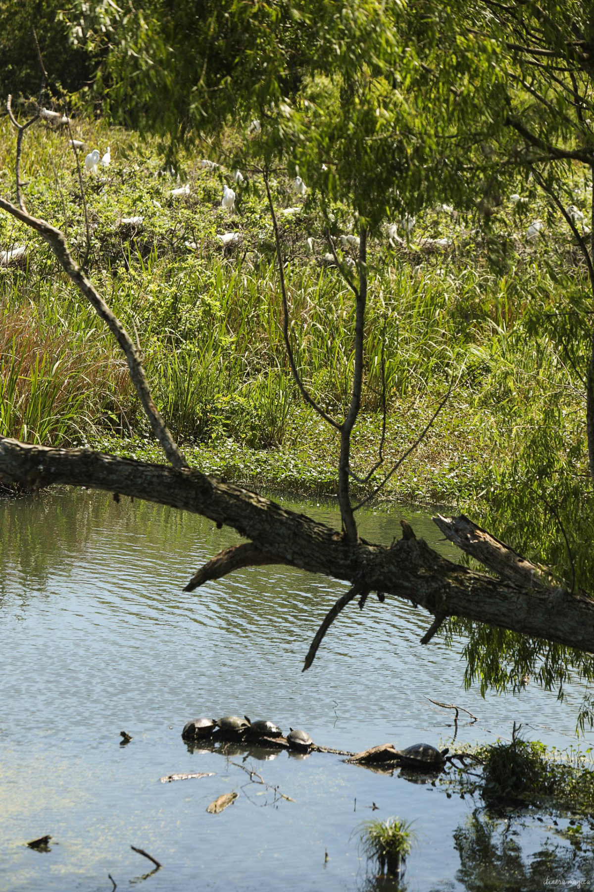 Plongez au coeur des bayous de Louisiane et des plantations, entre alligators et swamp tours. Immersion mythique en #Louisiane.