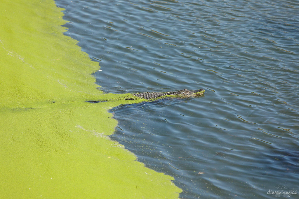 Au cœur des bayous de Louisiane