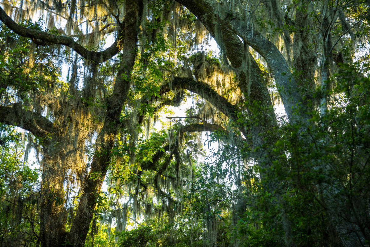 Fontainebleau State Park