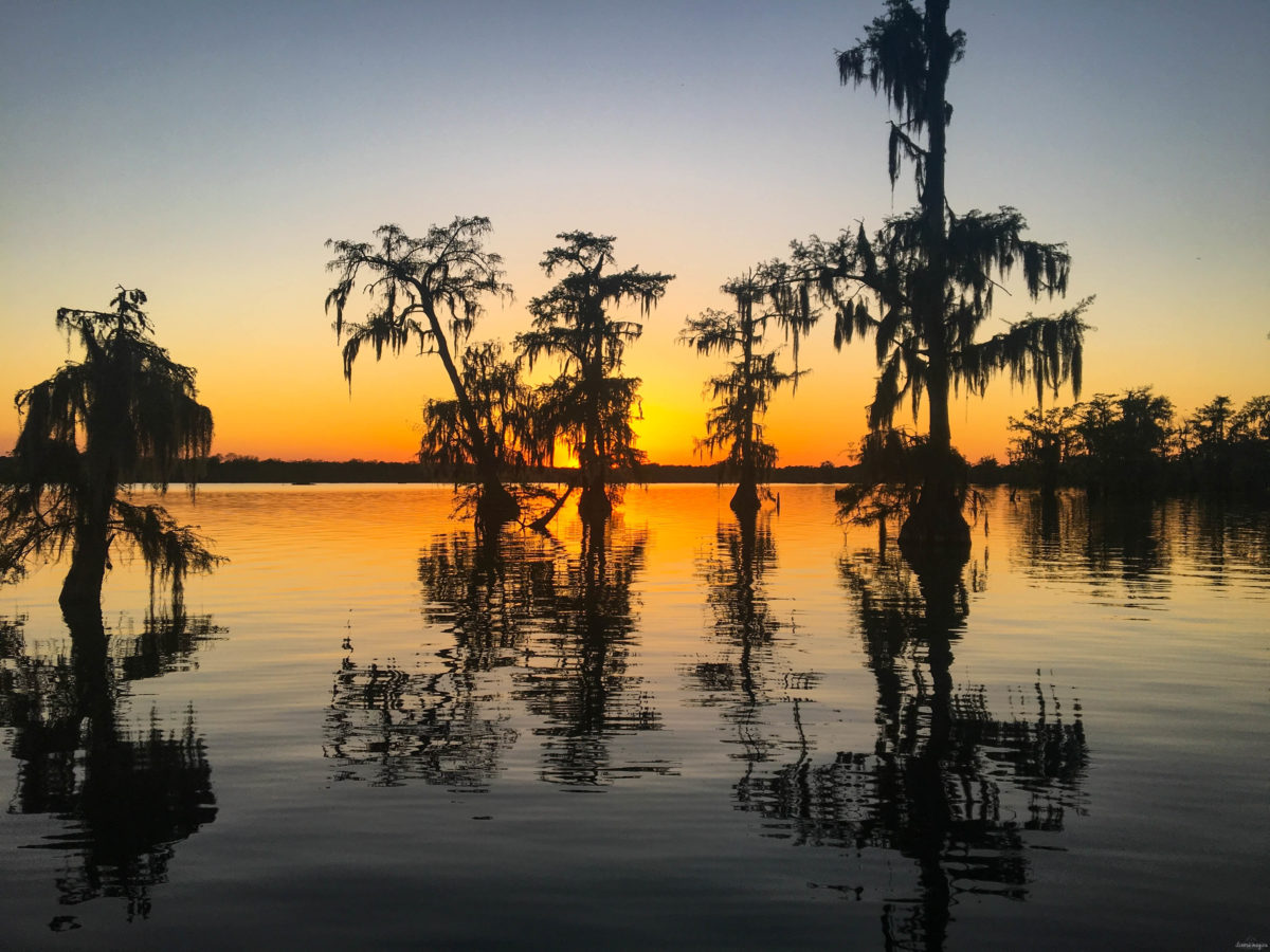 Plongez au coeur des bayous de Louisiane et des plantations, entre alligators et swamp tours. Immersion mythique en #Louisiane.