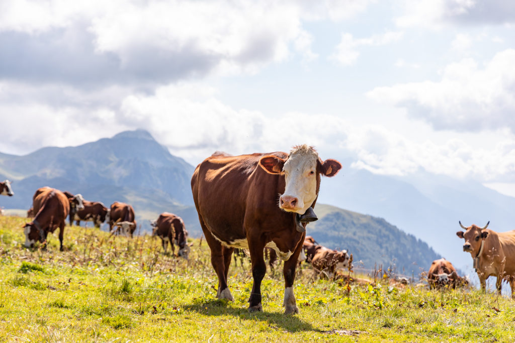 Que faire dans le Beaufortain : visite d'alpage aux Saisies et dégustation de fromage beaufort