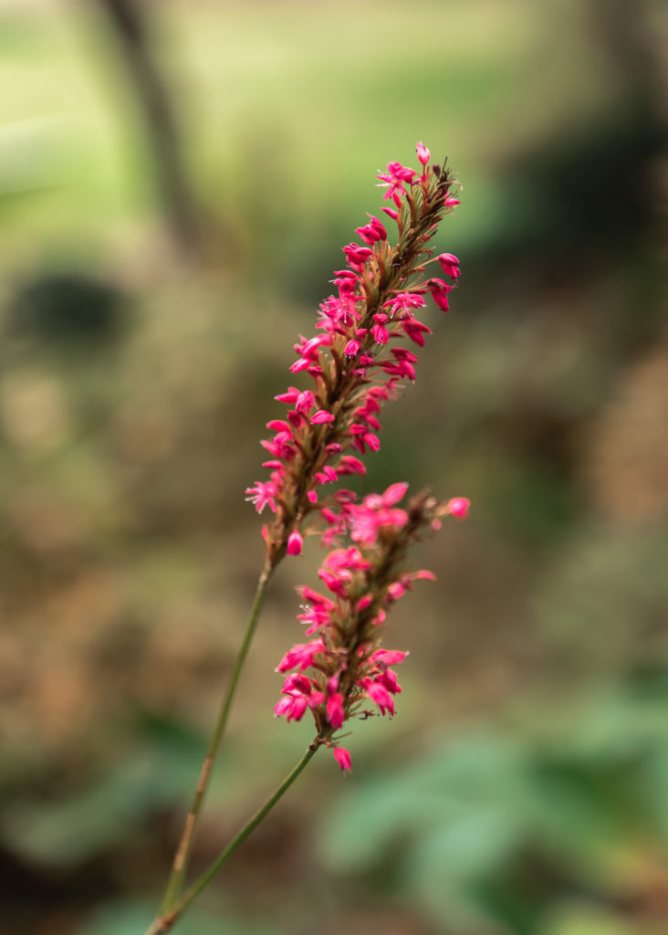 Un séjour en Creuse à l'automne, avec de belles adresses dans la Creuse : jardin de val maubrune