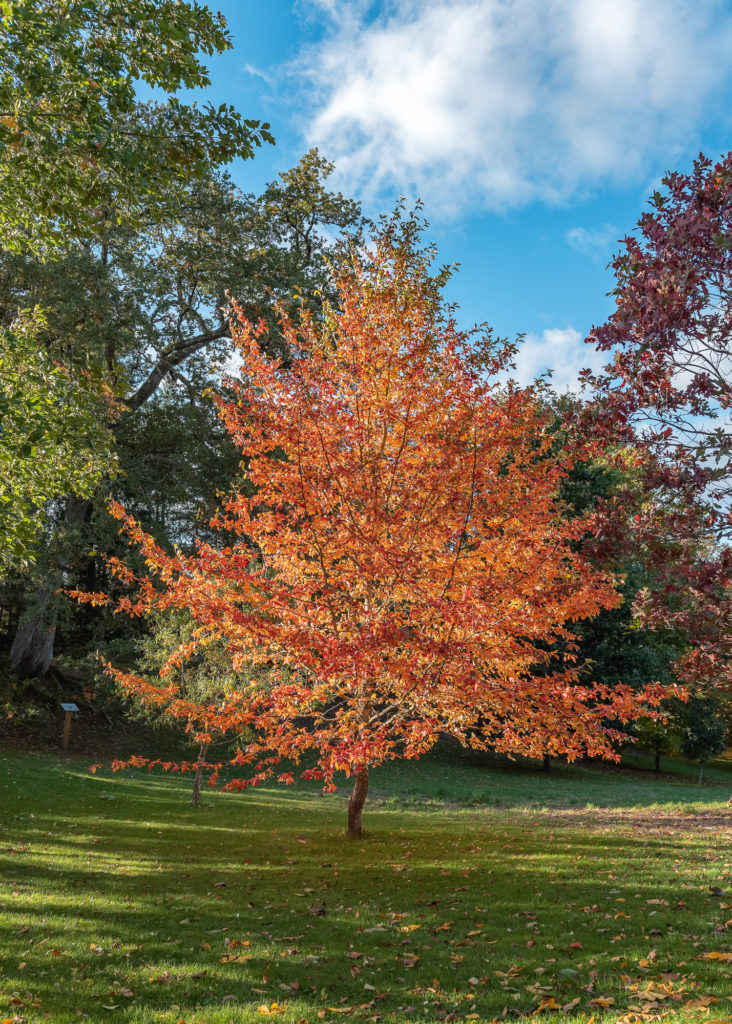 Un séjour en Creuse à l'automne, avec de belles adresses dans la Creuse : arboretum de la sédelle