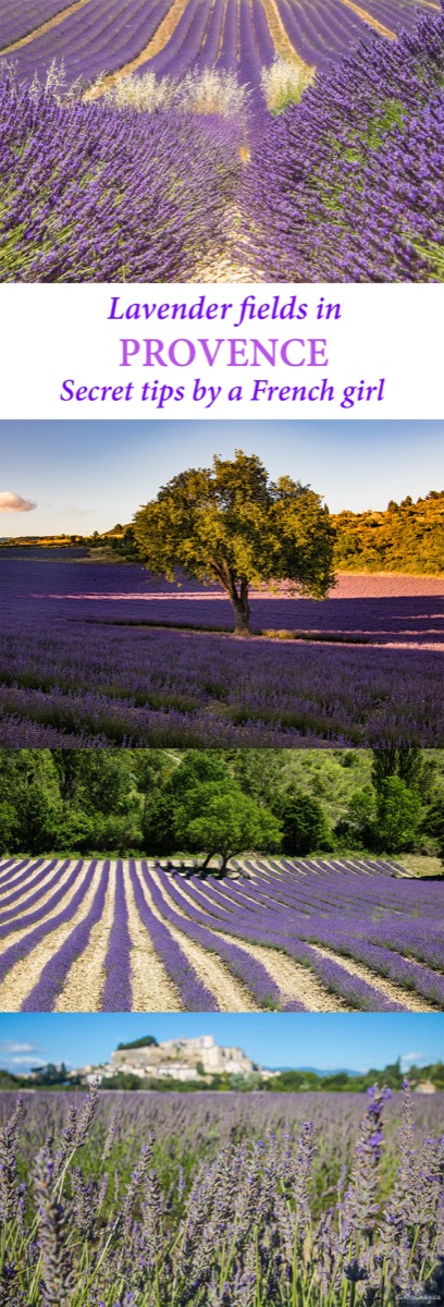 Where to see the most beautiful lavender fields in Provence? Secret tips by a local. #Provence #France #lavender 