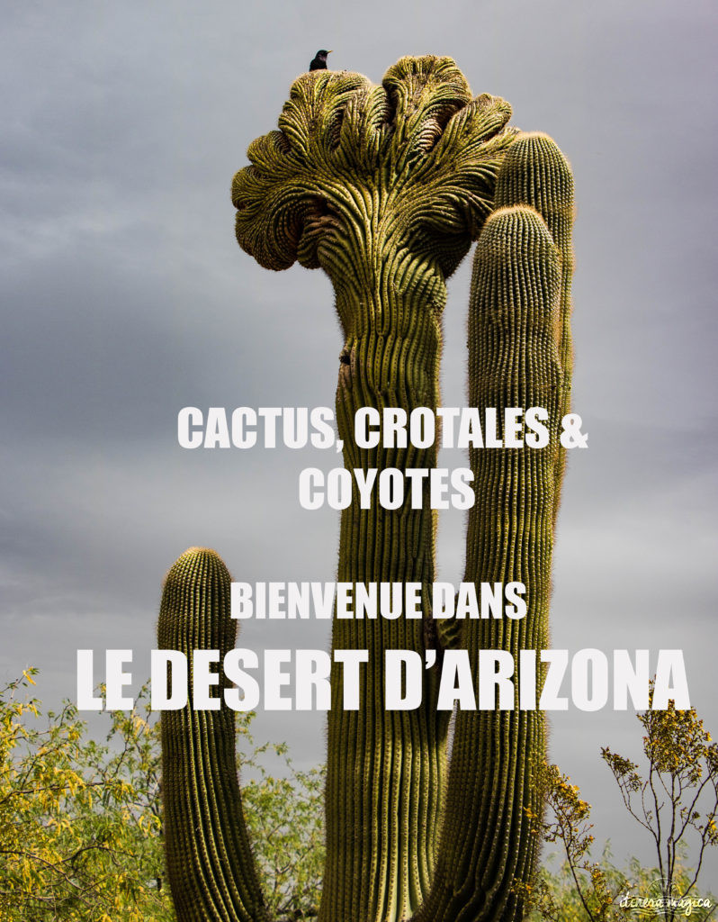 Cactus, crotales et coyotes : le désert d'Arizona regorge de créatures extraordinaires. Rencontrez les Saguaro, les serpents à sonnette et les colibris sur Itinera Magica !