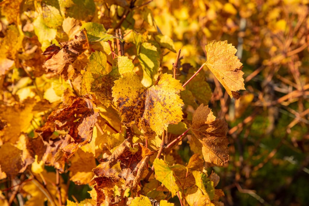 Découvrez la Bourgogne en automne : la roche de Solutré, Fontenay, Vézelay, Bussy-Rabutin, Châteauneuf en Auxois. Bonnes adresses en Bourgogne