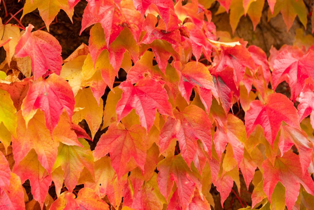 Découvrez la Bourgogne en automne : la roche de Solutré, Fontenay, Vézelay, Bussy-Rabutin, Châteauneuf en Auxois. Bonnes adresses en Bourgogne