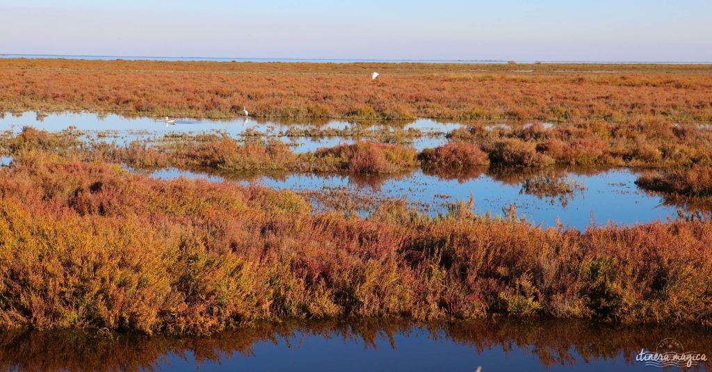 Où voir les couleurs d'automne, en Europe, au Japon, au Québec et ailleurs ? Les plus belles couleurs de l'automne par les blogueurs de voyage, pour des voyages chatoyants. #automne camargue