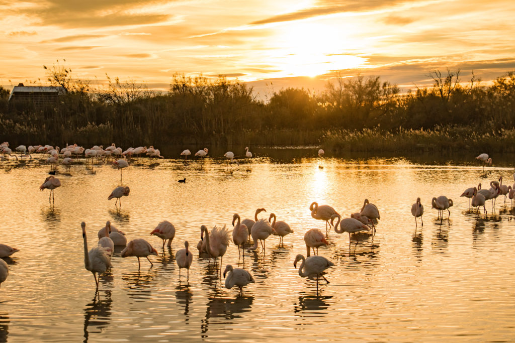 week end camargue