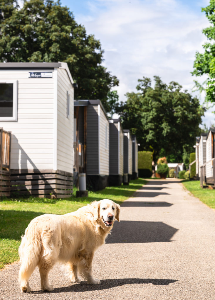 camping lac d'annecy chiens acceptés