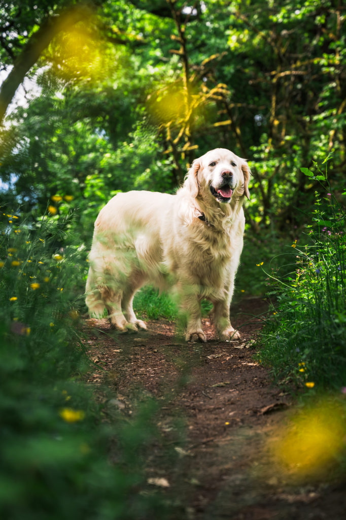 que faire au bord du lac d'annecy avec son chien