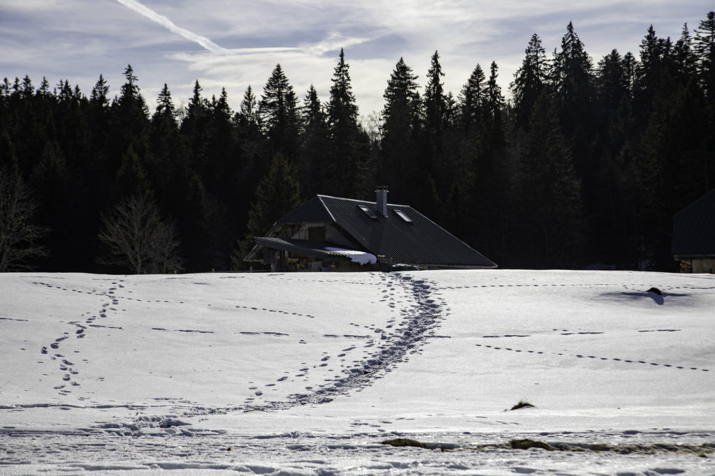 randonner avec mon chien à savoie grand revard dans les montagnes de chambéry