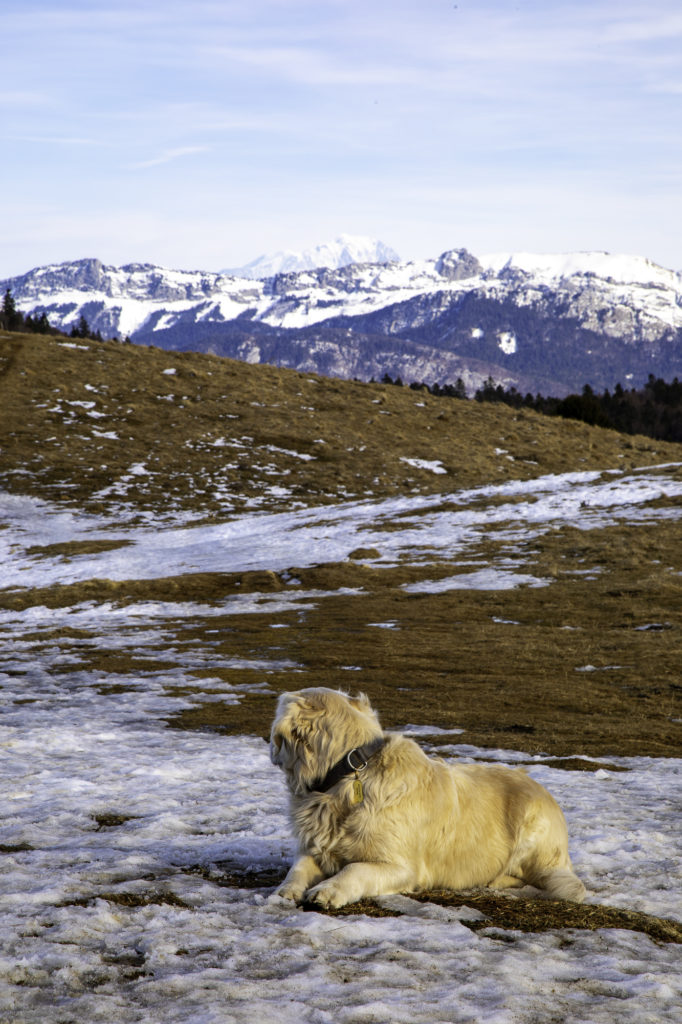 randonner avec mon chien à savoie grand revard dans les montagnes de chambéry