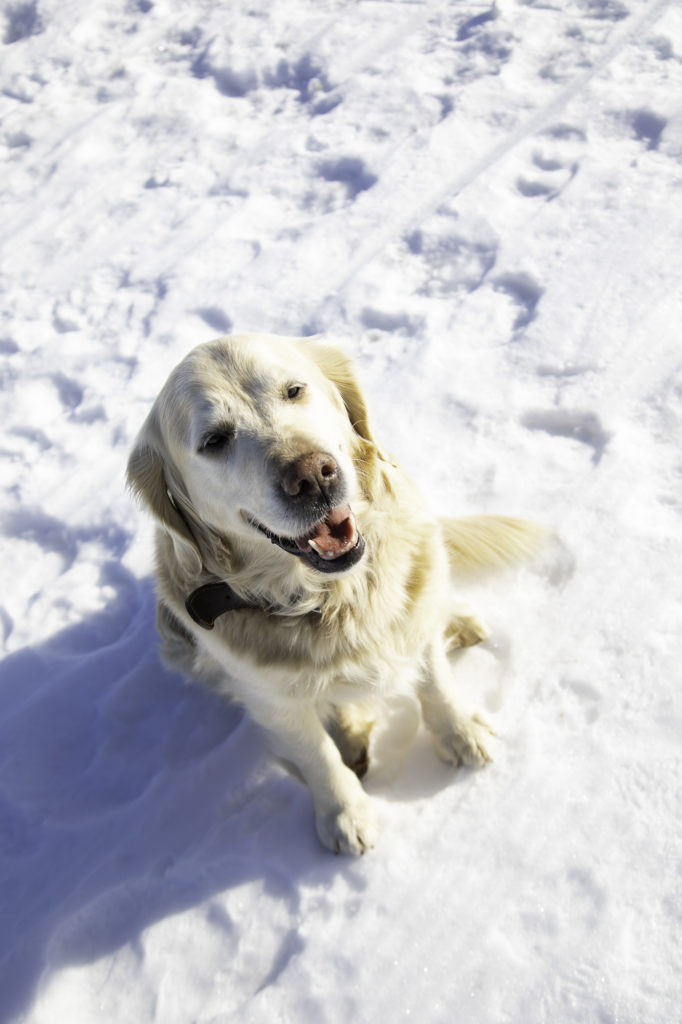 randonner avec mon chien à savoie grand revard dans les montagnes de chambéry