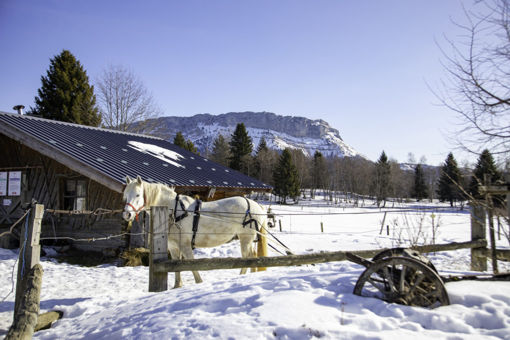 ski joering chevaux savoie grand revard chambery montagnes