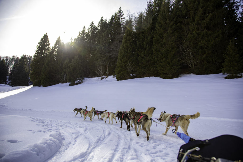 chiens de traineau savoie grand revard chambery montagnes