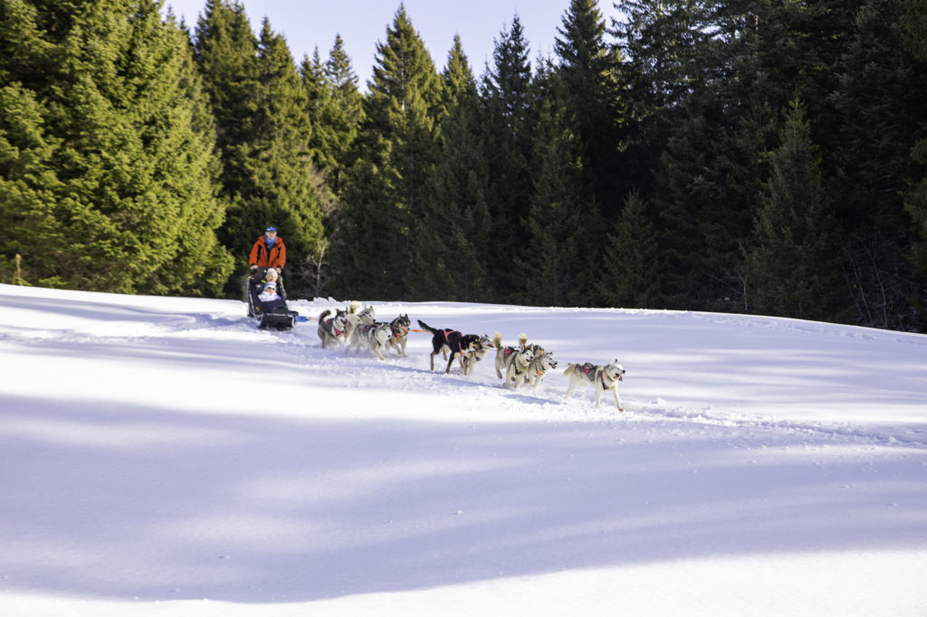 Que voir et que faire à Savoie Grand Revard en hiver ? Randonnée, chiens de traîneau, ski joering en pleine nature dans les montagnes de Chambéry