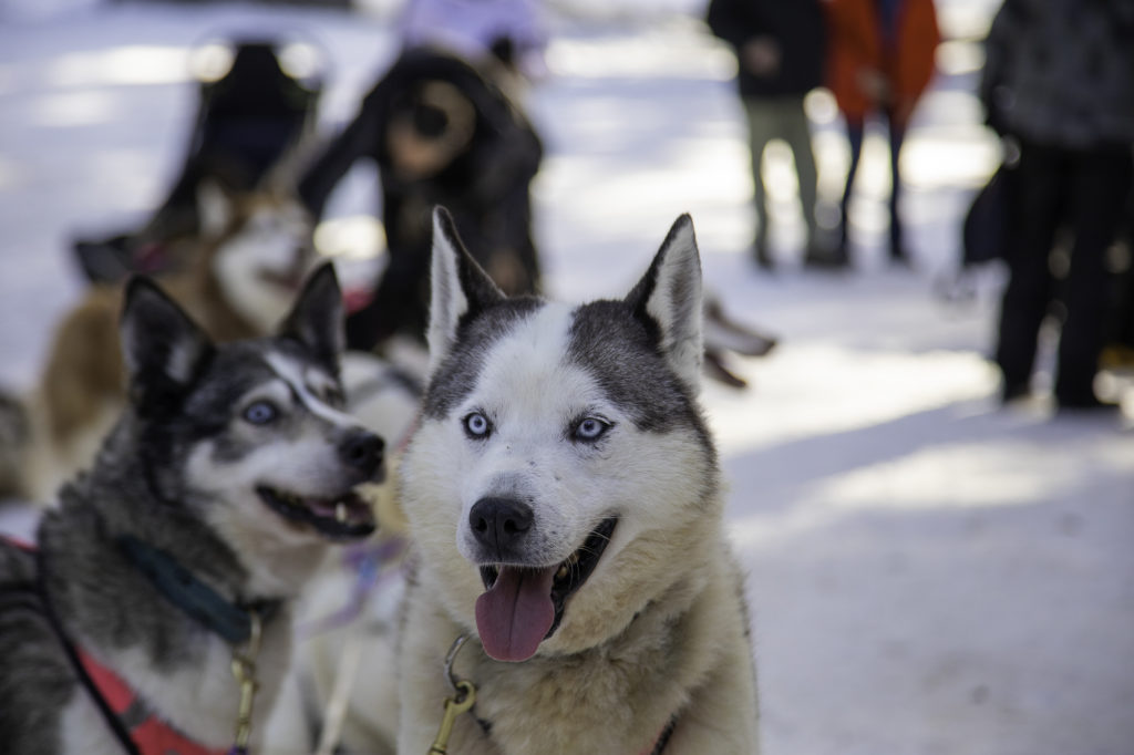 chiens de traineau savoie grand revard chambery montagnes