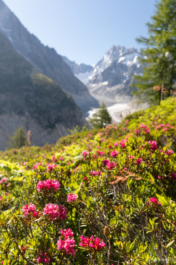 Que faire à Chamonix ? Les plus belles randonnées à Chamonix, la randonnée de la Jonction, une nuit au Montenvers, un vol en parapente à Chamonix...