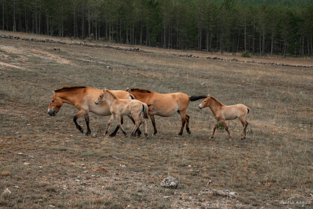 Que faire en Lozère ? Lozère tourisme