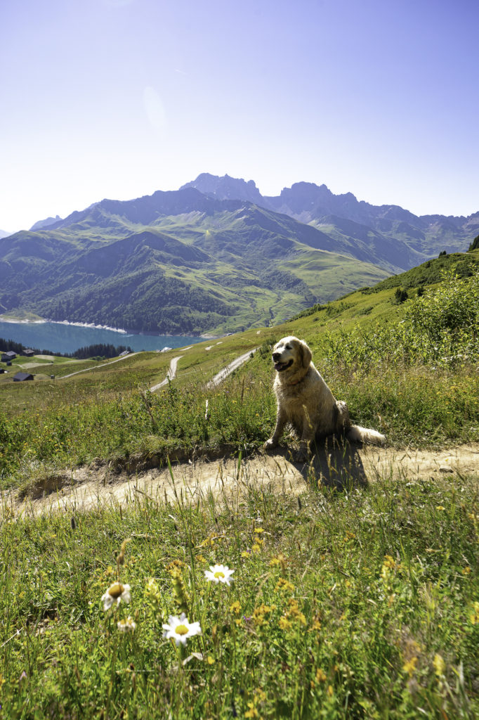 roche parstire beaufortain avec mon chien
