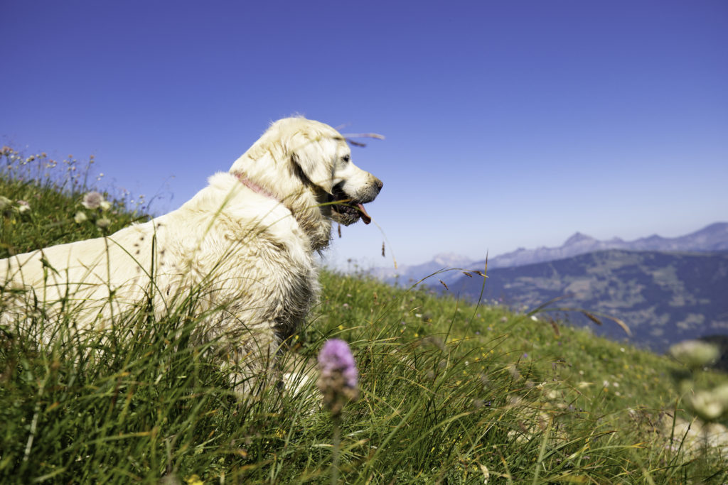 areches beaufort avec mon chien