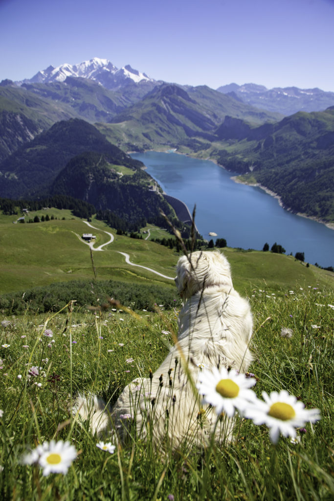Arêches-Beaufort avec mon chien, la destination de montagne parfaite, entre randonnées, lacs, patrimoine et bonnes adresses.