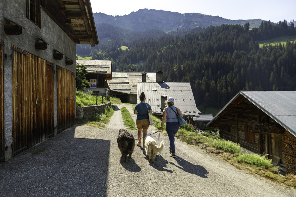 voyage arêches beaufort avec mon chien