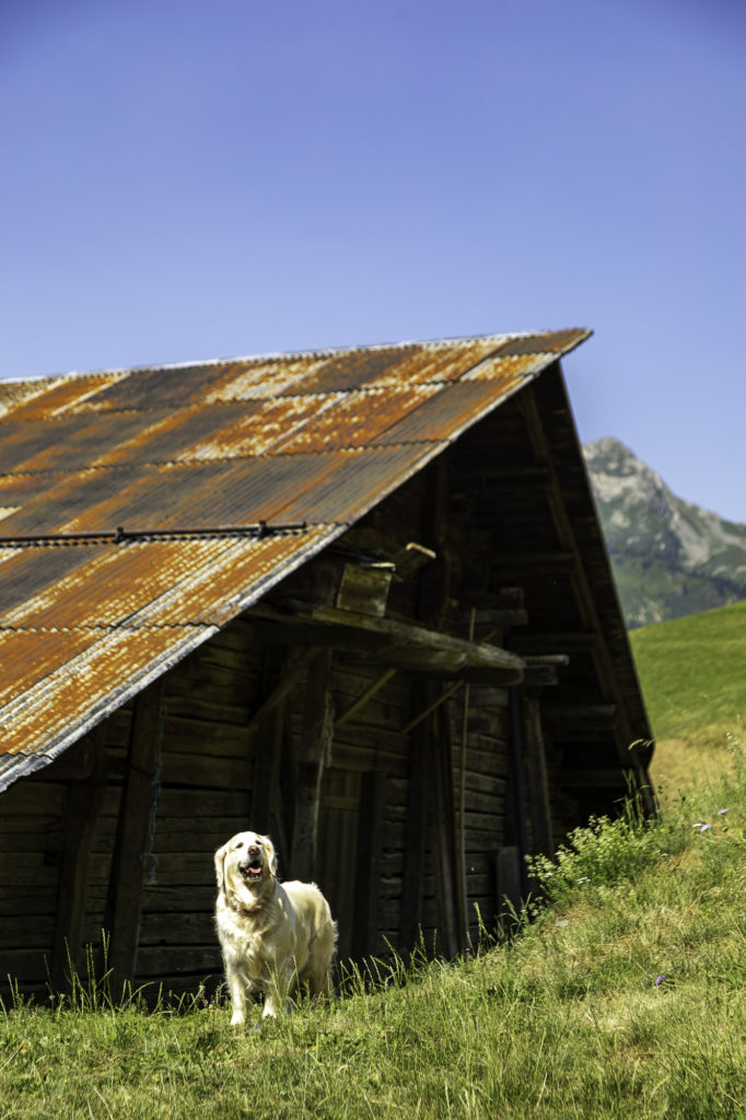 voyage beaufortain avec mon chien